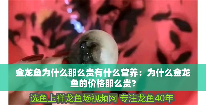 金龍魚為什么那么貴有什么營養：為什么金龍魚的價格那么貴？