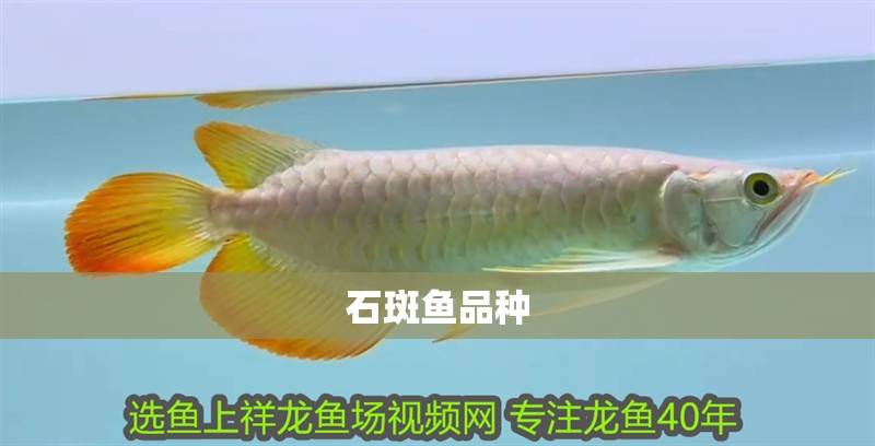 石斑魚品種