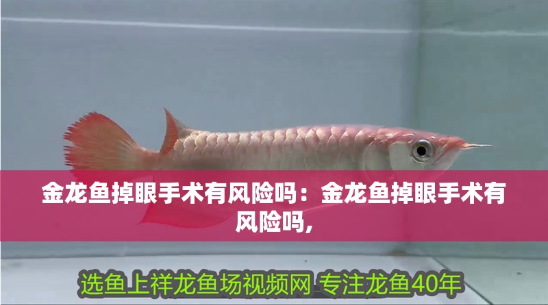 金龍魚掉眼手術有風險嗎：金龍魚掉眼手術有風險嗎,