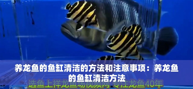 養龍魚的魚缸清潔的方法和注意事項：養龍魚的魚缸清潔方法