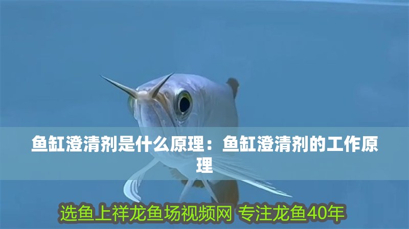 魚缸澄清劑是什么原理：魚缸澄清劑的工作原理 魚缸澄清劑是什么原理：魚缸澄清劑的工作原理 魚缸百科