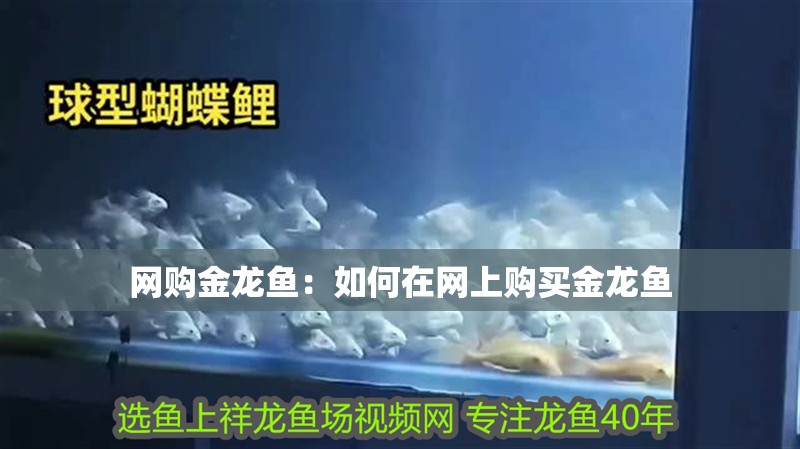 網(wǎng)購金龍魚：如何在網(wǎng)上購買金龍魚