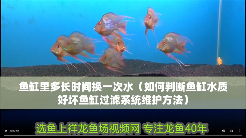 魚缸里多長時間換一次水（如何判斷魚缸水質好壞魚缸過濾系統維護方法）