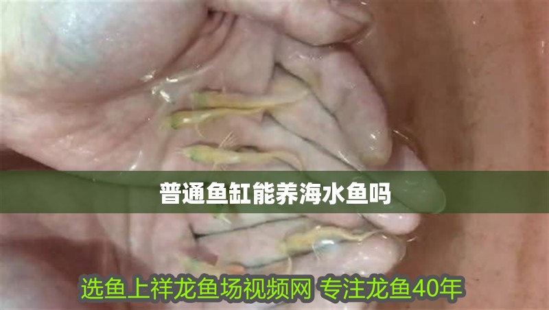普通魚缸能養海水魚嗎