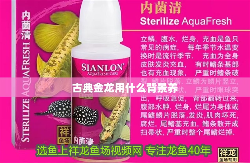 古典金龍用什么背景養