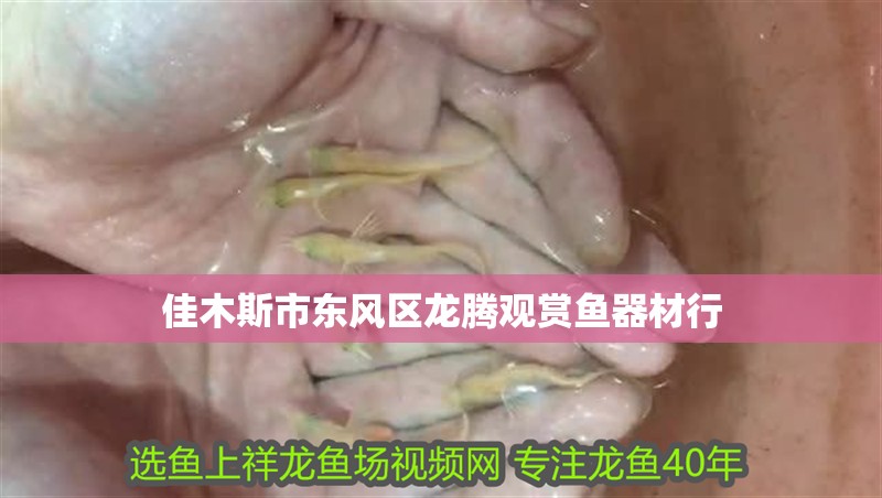 佳木斯市東風區龍騰觀賞魚器材行