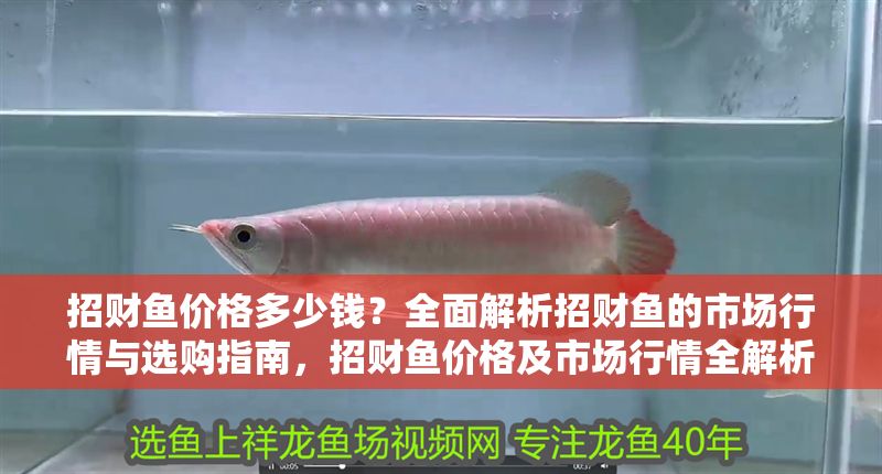 招財魚價格多少錢？全面解析招財魚的市場行情與選購指南，招財魚價格及市場行情全解析，選購指南一網打盡 招財魚價格多少錢？全面解析招財魚的市場行情與選購指南，招財魚價格及市場行情全解析，選購指南一網打盡 龍魚百科 第1張