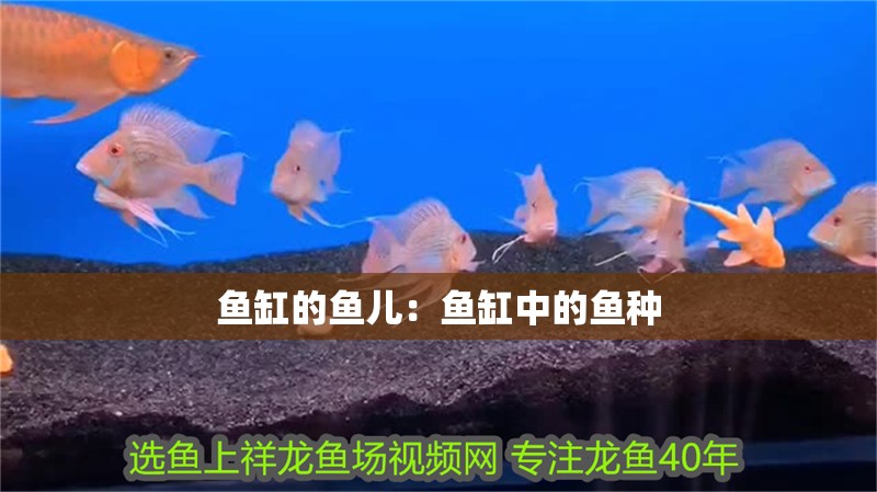 魚缸的魚兒：魚缸中的魚種