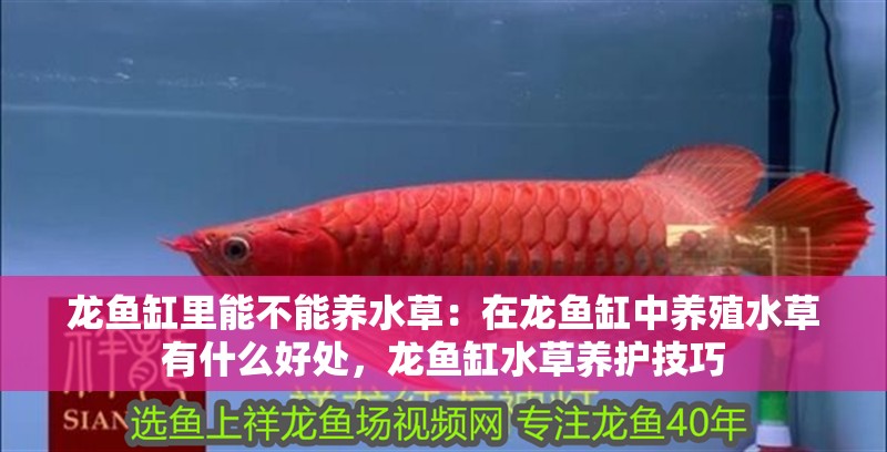 龍魚缸里能不能養(yǎng)水草：在龍魚缸中養(yǎng)殖水草有什么好處，龍魚缸水草養(yǎng)護技巧