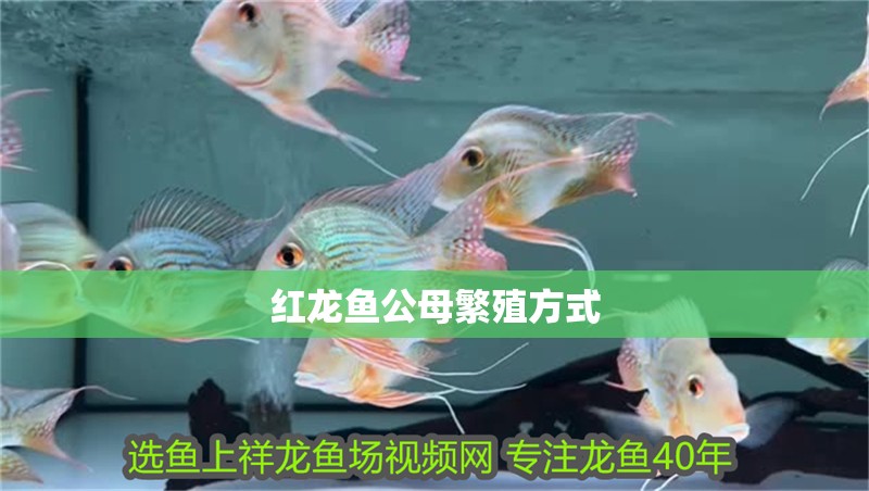紅龍魚公母繁殖方式