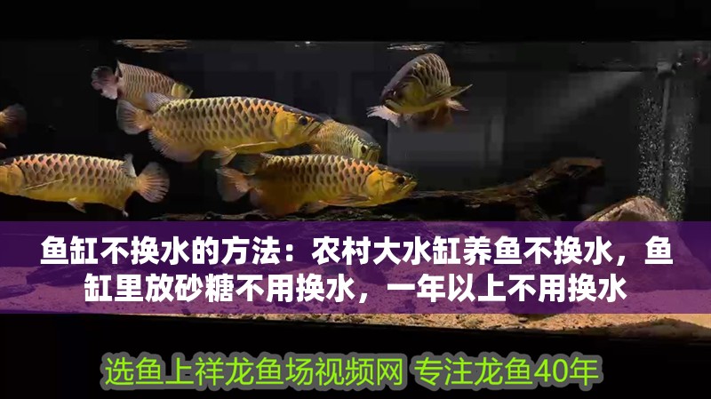 魚缸不換水的方法：農村大水缸養魚不換水，魚缸里放砂糖不用換水，一年以上不用換水