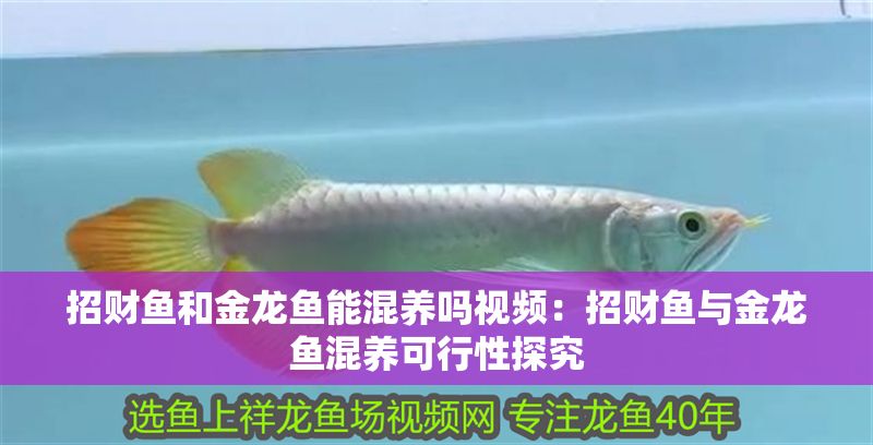 招財魚和金龍魚能混養嗎視頻：招財魚與金龍魚混養可行性探究