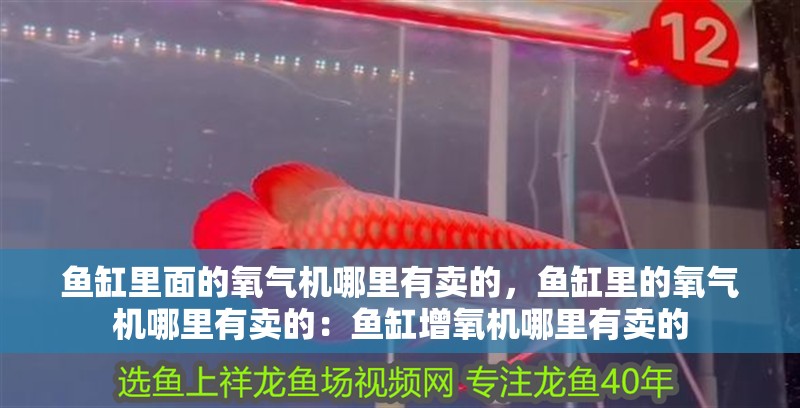 魚缸里面的氧氣機(jī)哪里有賣的，魚缸里的氧氣機(jī)哪里有賣的：魚缸增氧機(jī)哪里有賣的