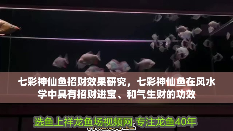 七彩神仙魚招財效果研究，七彩神仙魚在風水學中具有招財進寶、和氣生財的功效 七彩神仙魚招財效果研究，七彩神仙魚在風水學中具有招財進寶、和氣生財的功效 龍魚百科