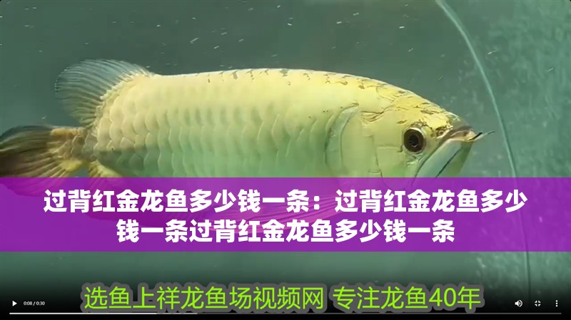 過背紅金龍魚多少錢一條：過背紅金龍魚多少錢一條過背紅金龍魚多少錢一條