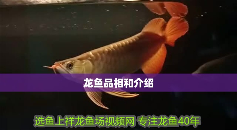 龍魚品相和介紹