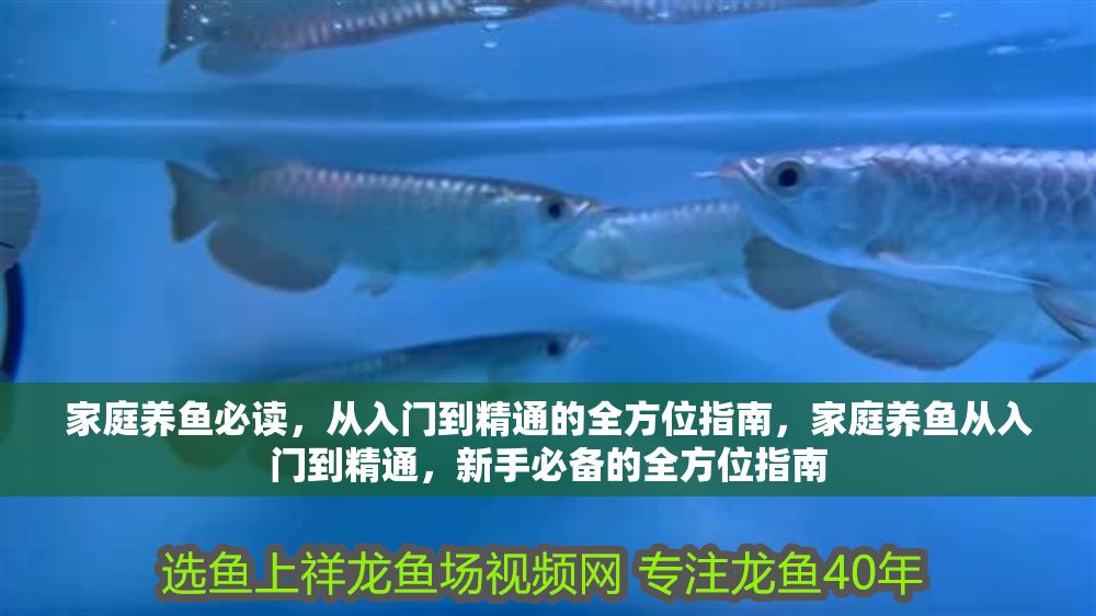 家庭養魚必讀，從入門到精通的全方位指南，家庭養魚從入門到精通，新手必備的全方位指南 家庭養魚必讀，從入門到精通的全方位指南，家庭養魚從入門到精通，新手必備的全方位指南 龍魚百科 第1張