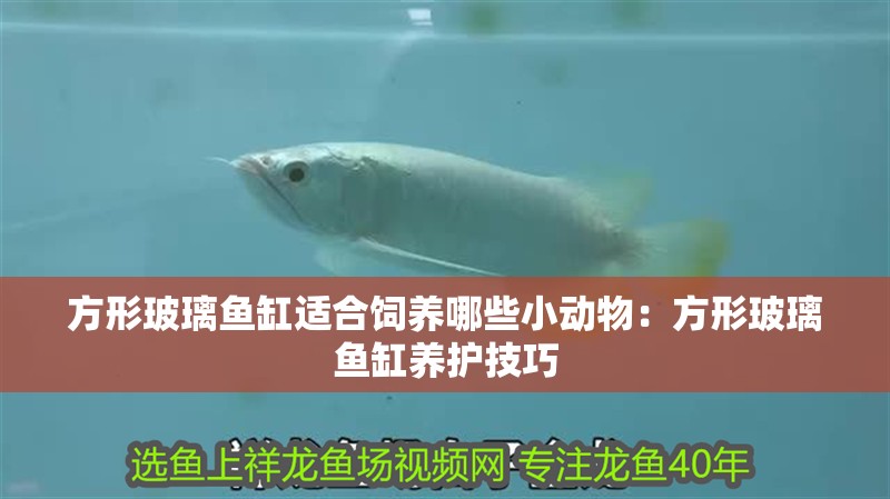 魚缸過濾器選購指南:自制魚缸過濾器魚缸上置過濾器對于養魚愛好者的必備知識 方形玻璃魚缸適合飼養哪些小動物:方形玻璃魚缸養護技巧 魚缸百科 方形玻璃魚缸適合飼養哪些小動物:方形玻璃魚缸養護技巧 方形玻璃魚缸適合飼養哪些小動物:方形玻璃魚缸養護技巧 魚缸百科