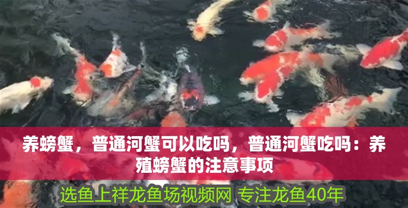 養(yǎng)螃蟹，普通河蟹可以吃嗎，普通河蟹吃嗎：養(yǎng)殖螃蟹的注意事項(xiàng)