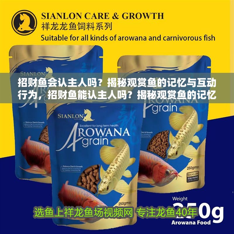 招財魚會認主人嗎？揭秘觀賞魚的記憶與互動行為，招財魚能認主人嗎？揭秘觀賞魚的記憶與互動行為