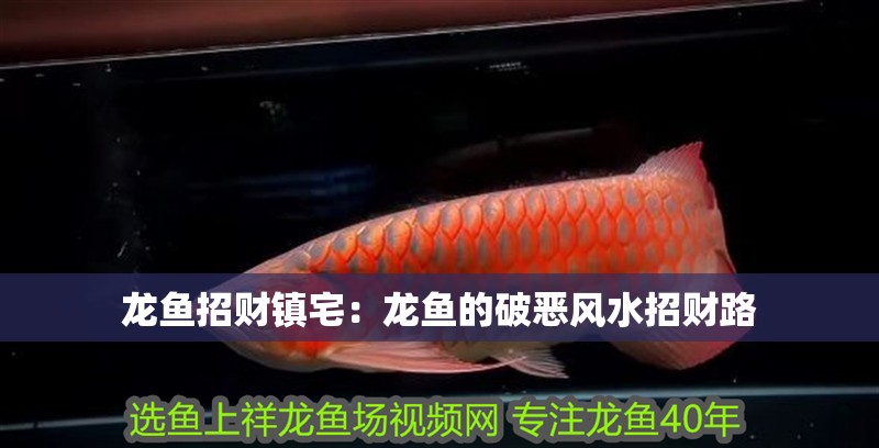 龍魚招財(cái)鎮(zhèn)宅：龍魚的破惡風(fēng)水招財(cái)路