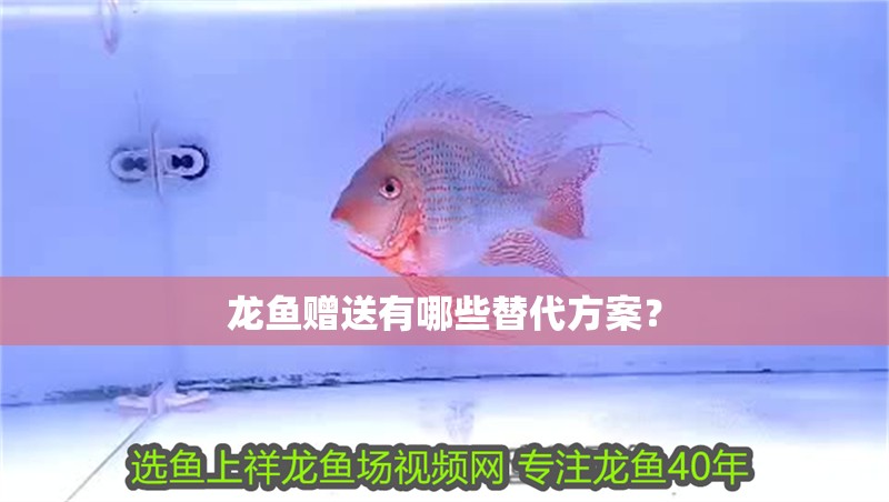 龍魚贈送有哪些替代方案？