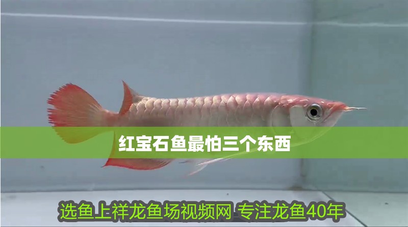 紅寶石魚最怕三個東西