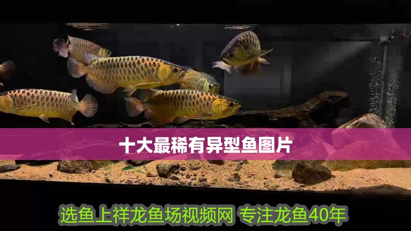十大最稀有異型魚圖片 十大最稀有異型魚圖片 龍魚論壇