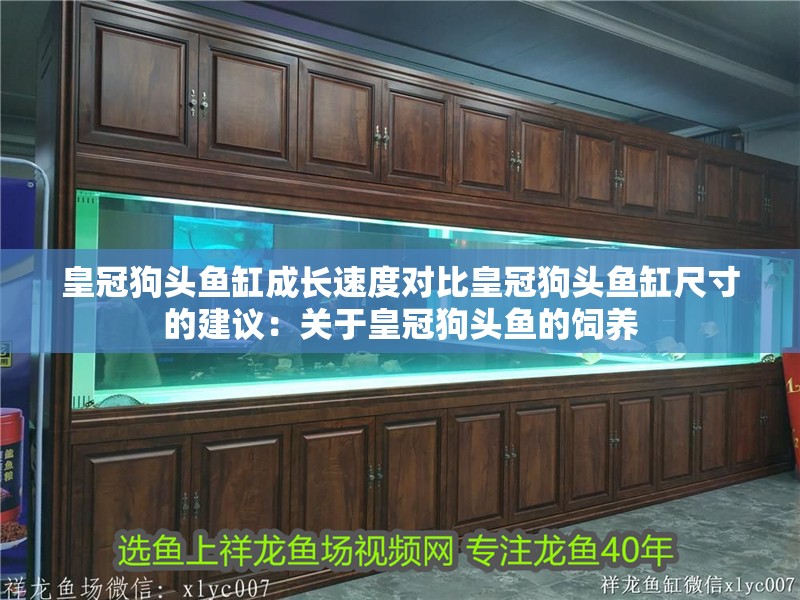 皇冠狗頭魚缸成長(zhǎng)速度對(duì)比皇冠狗頭魚缸尺寸的建議：關(guān)于皇冠狗頭魚的飼養(yǎng)