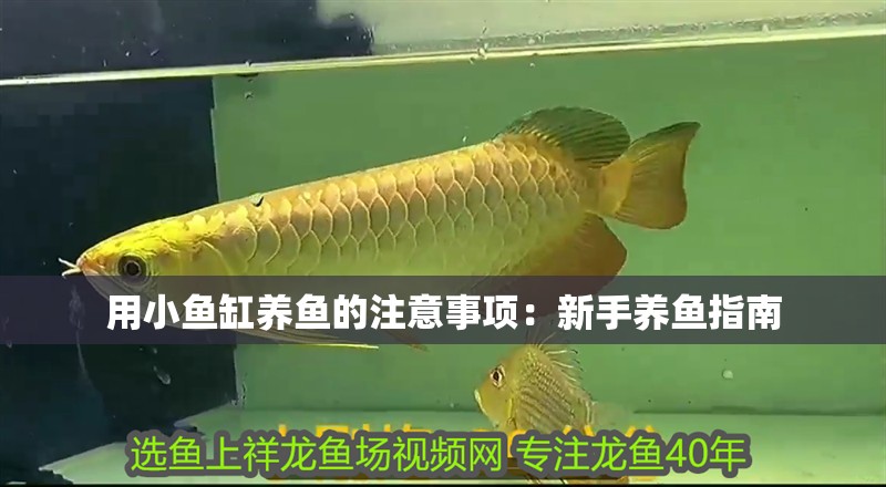 用小魚缸養(yǎng)魚的注意事項：新手養(yǎng)魚指南