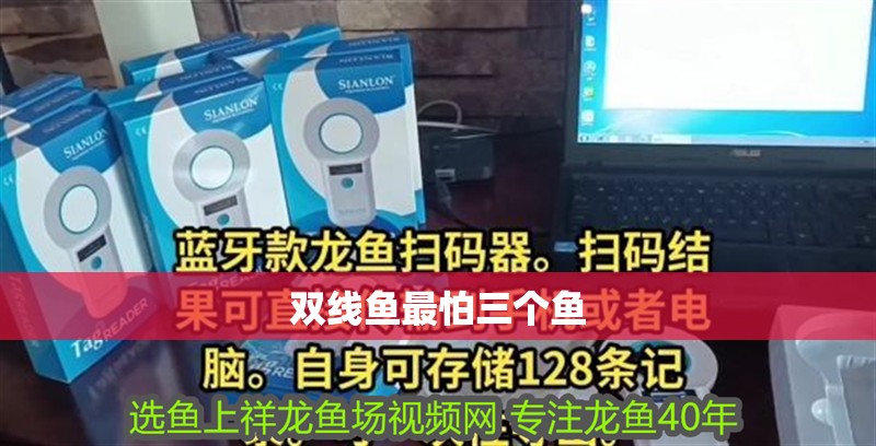 雙線魚最怕三個魚