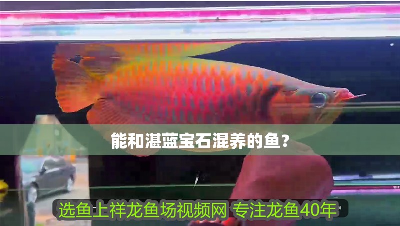 能和湛藍寶石混養的魚？