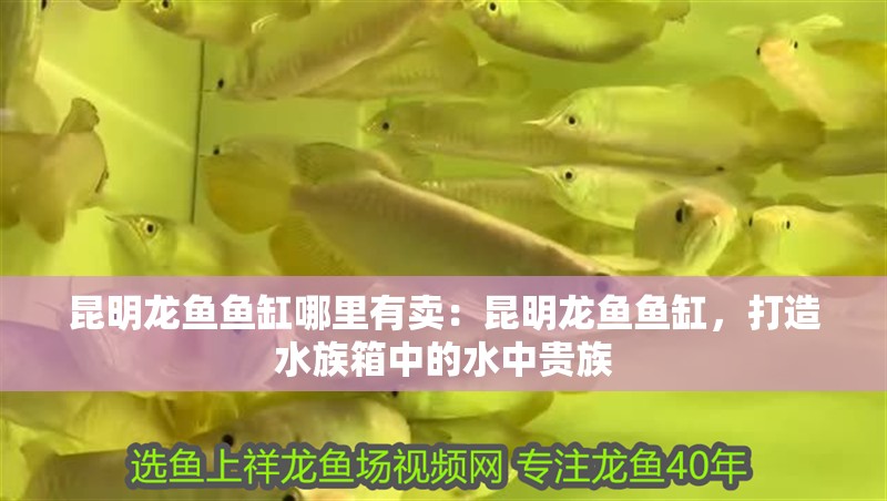 昆明龍魚魚缸哪里有賣：昆明龍魚魚缸，打造水族箱中的水中貴族