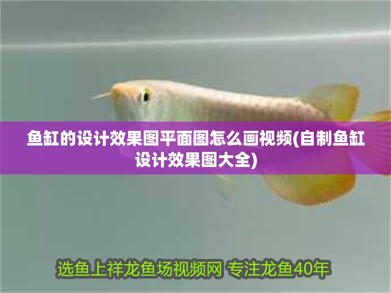 魚缸的設計效果圖平面圖怎么畫視頻(自制魚缸設計效果圖大全)