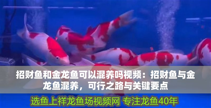 招財魚和金龍魚可以混養嗎視頻：招財魚與金龍魚混養，可行之路與關鍵要點