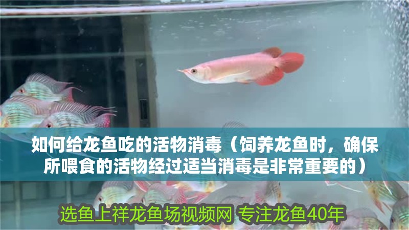 如何給龍魚吃的活物消毒（飼養(yǎng)龍魚時，確保所喂食的活物經(jīng)過適當消毒是非常重要的）