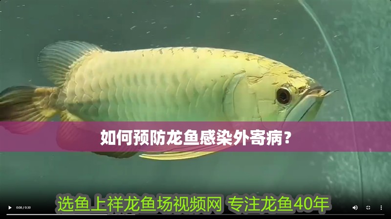 如何預防龍魚感染外寄病？