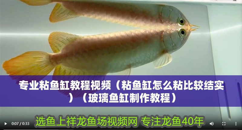 專業(yè)粘魚缸教程視頻（粘魚缸怎么粘比較結(jié)實(shí)）（玻璃魚缸制作教程）
