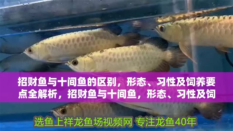 招財魚與十間魚的區別，形態、習性及飼養要點全解析，招財魚與十間魚，形態、習性及飼養要點全面對比解析