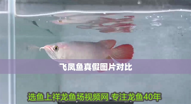 飛鳳魚真假圖片對比