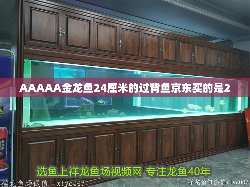 AAAAA金龍魚24厘米的過背魚京東買的是2