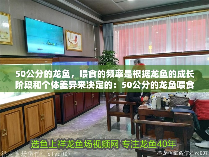 50公分的龍魚，喂食的頻率是根據龍魚的成長階段和個體差異來決定的：50公分的龍魚喂食的頻率應該是多少？