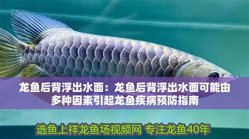 龍魚后背浮出水面：龍魚后背浮出水面可能由多種因素引起龍魚疾病預(yù)防指南 龍魚后背浮出水面：龍魚后背浮出水面可能由多種因素引起龍魚疾病預(yù)防指南 龍魚百科