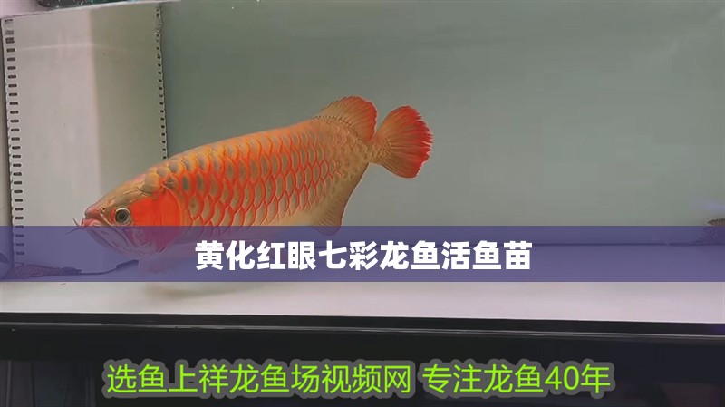 黃化紅眼七彩龍魚活魚苗