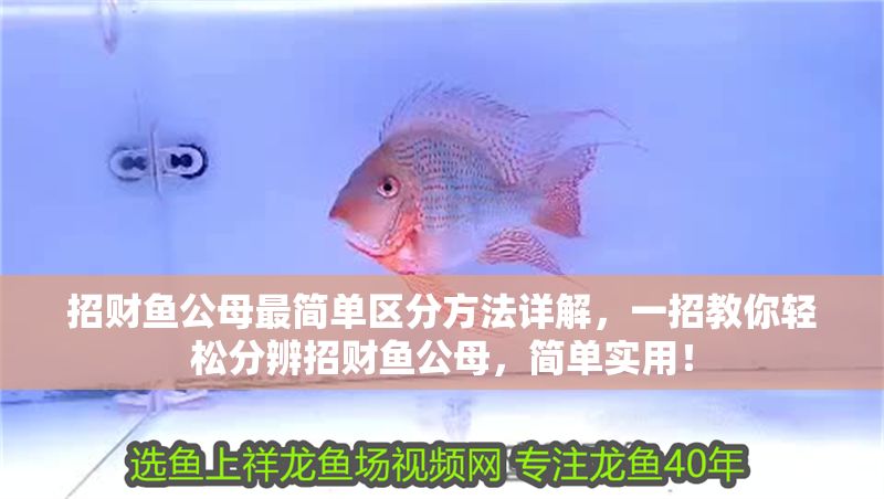 招財魚公母最簡單區分方法詳解，一招教你輕松分辨招財魚公母，簡單實用！