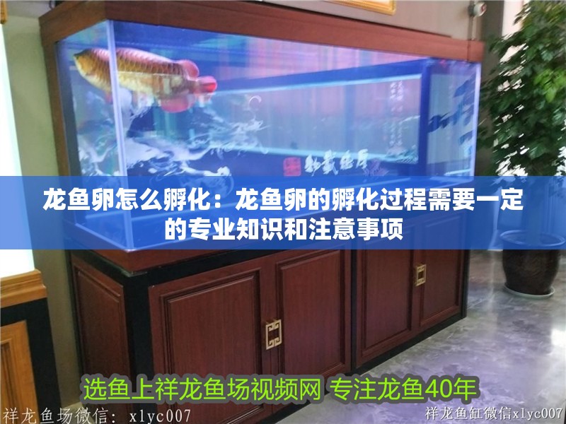 龍魚卵怎么孵化：龍魚卵的孵化過程需要一定的專業知識和注意事項