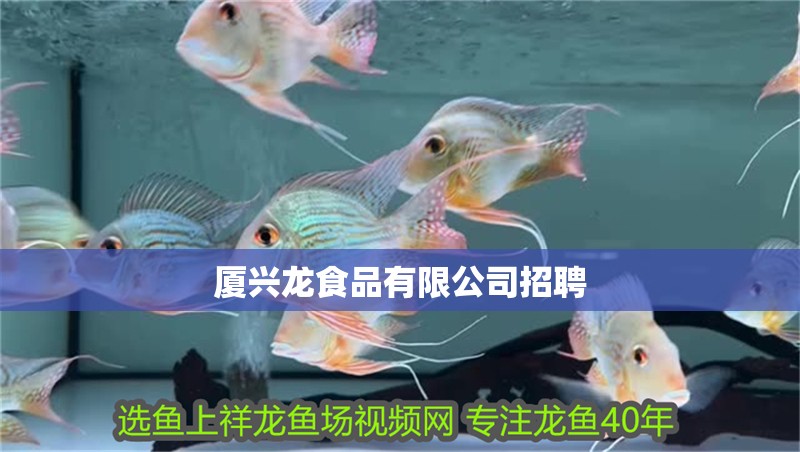 廈興龍食品有限公司招聘