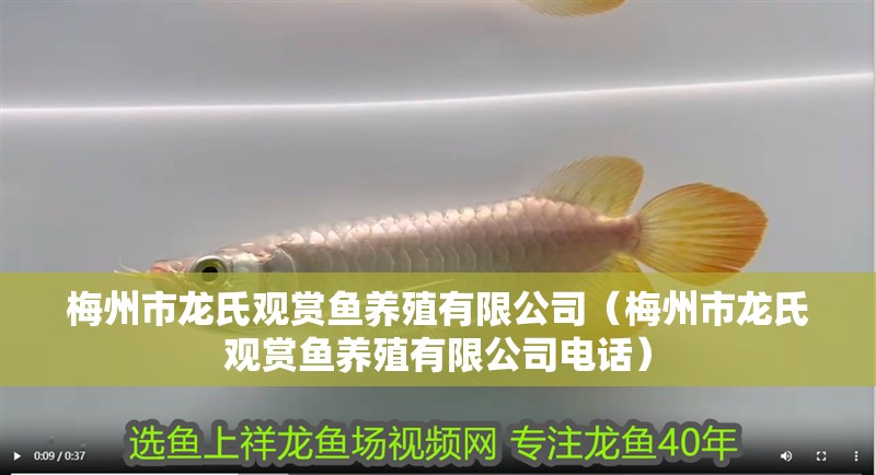 魚缸過濾器選購指南:自制魚缸過濾器魚缸上置過濾器對于養魚愛好者的必備知識 梅州市龍氏觀賞魚養殖有限公司(梅州市龍氏觀賞魚養殖有限公司電話) 全國水族館企業名錄 梅州市龍氏觀賞魚養殖有限公司(梅州市龍氏觀賞魚養殖有限公司電話) 梅州市龍氏觀賞魚養殖有限公司(梅州市龍氏觀賞魚養殖有限公司電話) 全國水族館企業名錄