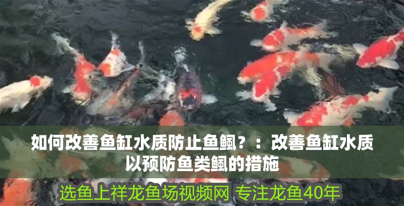 如何改善魚缸水質(zhì)防止魚鲺？：改善魚缸水質(zhì)以預(yù)防魚類鲺的措施