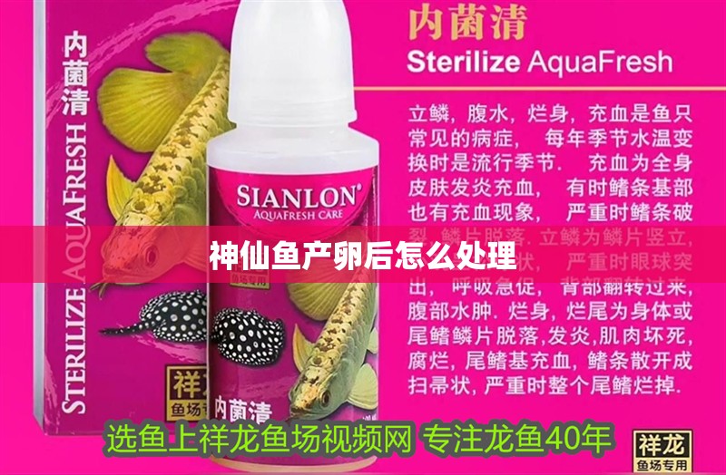 神仙魚產卵后怎么處理